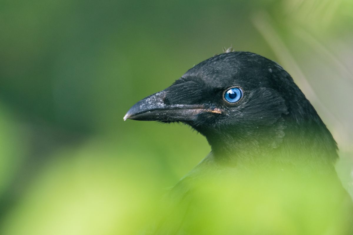 Rabenjunges mit diamantblauen Augen